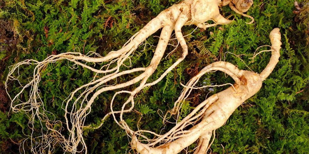 Panax-Ginseng-concentration